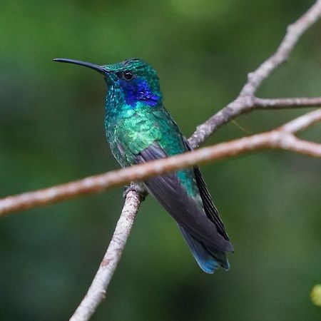 Campo Azul - Monteverde 외부 사진