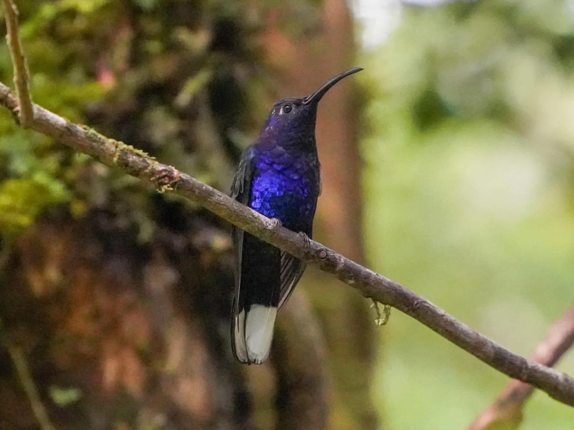 Campo Azul - Monteverde 외부 사진